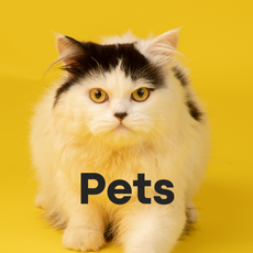 Pets